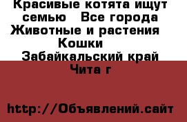 Красивые котята ищут семью - Все города Животные и растения » Кошки   . Забайкальский край,Чита г.